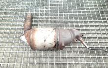 Catalizator, cod 55199631, Opel Astra H GTC, 1.3 cdti, Z13DTH (idi:466468)