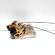 Broasca stanga spate, Nissan X-Trail (T30) (id:519805)