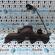 Cod oem: 45544039R, galerie evacuare, Dacia Duster 1.5dci