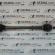 Planetara dreapta spate, Skoda Octavia Scout, 2.0tdi (id:253548)