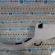 Vas strop gel cu motoras Ford Fusion (JU_), 2N11-17618-AH, 2S61-17618-AH