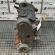 Motor, AJM, Vw Golf 4 (1J1) 1.9tdi (pr:110747)