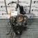 Motor, BCA, Vw Golf 4 Variant (1J5), 1.4 benz