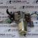 Pompa servo directie, 8200091805, Renault Clio 2, 1.2 benz