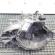 Cutie viteze manuala, Mazda 6 Hatchback (GG) 2.0 d, RF5C, AA1001 (id:401148)