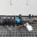Amortizor stanga fata, Ford Focus 3 Sedan 1.6 tdci, BV61-18K001-ABC