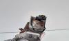 Supapa turbo electrica, Ford C-Max 2, 1.5 TDCI, XWDA (idi:666631)
