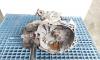 Cutie de viteze manuala, cod GM5495775, Opel Astra H Combi, 1.7 CDTI, Z17DTH, 5 vit man (idi:691160)